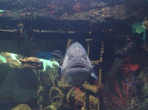 Fish in the aquarium 